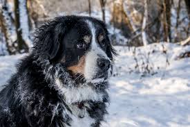 Jak dbać o psa w okresie zimowym?