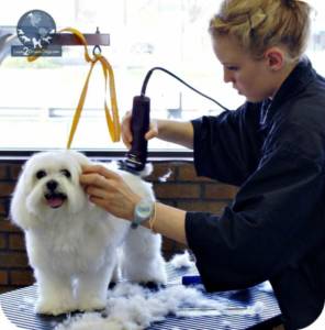 Salon fryzjerski dla Psa w Katowicach 